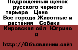 Подрощенный щенок русского черного терьера › Цена ­ 35 000 - Все города Животные и растения » Собаки   . Кировская обл.,Югрино д.